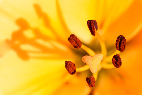 Fototapeta Yellow flower stamen macro