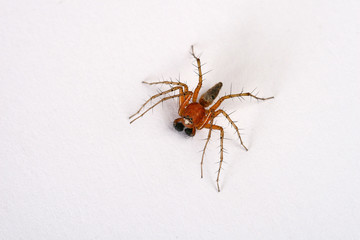 An adult male Lynx Spider