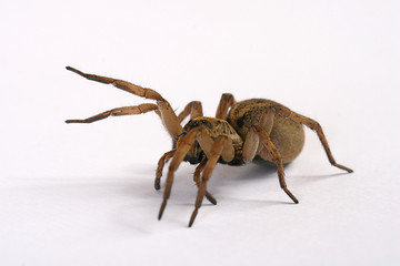 Female Wolf Spider