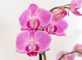 Orchidee auf weiß