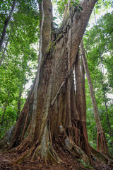 500 years old Makka tree in Koh Kood island, Thailand