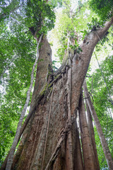 500 years old Makka tree in Koh Kood island, Thailand