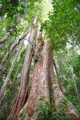 500 years old Makka tree in Koh Kood island, Thailand