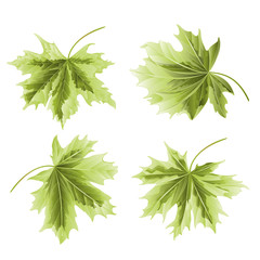 Four Colored leaves Maple  the green background vintage vector botanical illustration editable hand draw