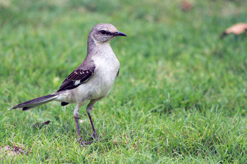 Mockingbird
