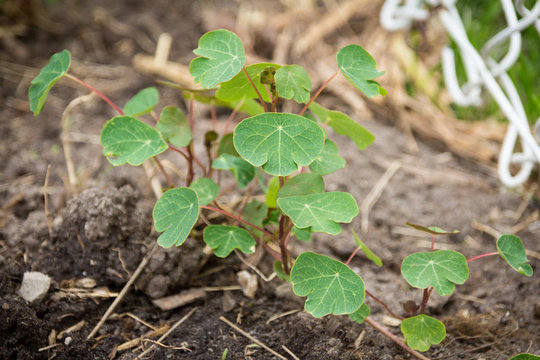 Tropaeolum tuberosum mashua plant