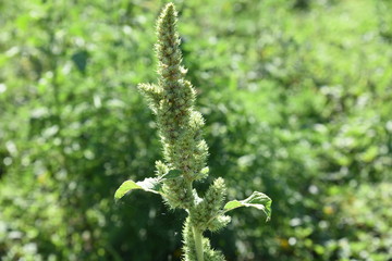 plant, green, nature, flower, spring, tree, leaf, garden, leaves, grass, summer, branch, flora, macro, blossom, birch, natural, fresh, fern, flowers, forest, bloom, foliage, beautiful, closeup