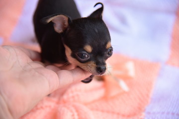 dog, chihuahua, animal, pet, puppy, cute, white, small, black, canine, isolated, terrier, toy, pets, breed, mammal, young, purebred, brown, portrait, domestic, little, studio, adorable, funny