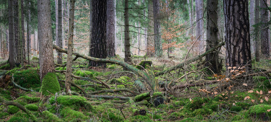 Wilder Wald in Deutschland