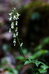 White Wildflowers on long stalk