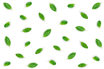 Raw material with fresh basil leaves on white background.