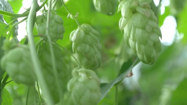 Twig of hops on the plantation in 4K Slow motion 60fps