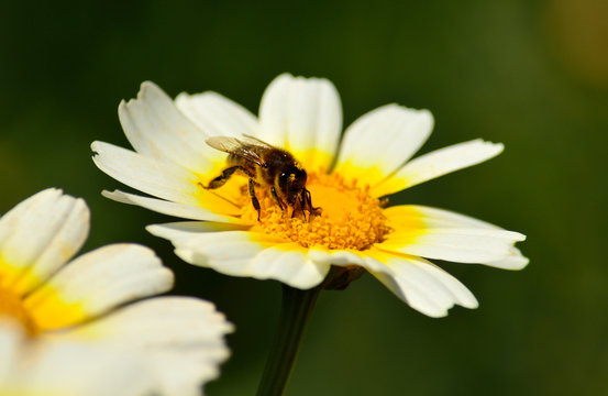 Bee collecting pollen inside  wild daisy in full splendor