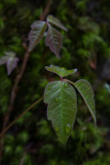 Young leaf growth on vine growing on moss