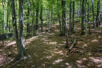 Trail in beechwoods on the slopes under the Wetlina Mountain Pastures, part of Bieszczady National Park, Poland