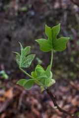 Tulip Poplar leave with raindrops close-up 