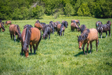 Hucul ponies also called Carpathian horses on a green meadow in Bieszczady Mountains National Park, Poland