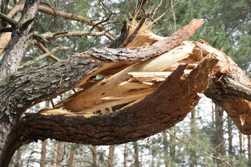 Obraz premium поврежденный ураганом ствол сосны 