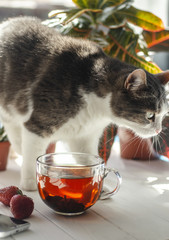 Cat walking on a table with a cup of tea strawberry flowers in pots and a smartphone.