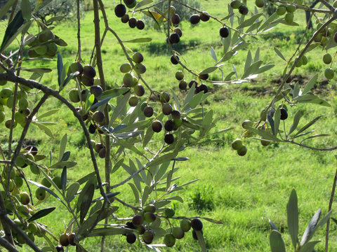 Mediterranean olive tree branches with olives on green grass background . Tuscany, Italy