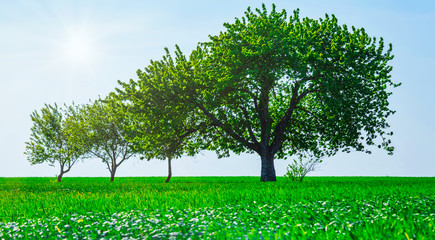 Trees in a field. Generation growth legacy family concept