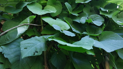 Background of Aristolochia Macrophilla leaves like green heart