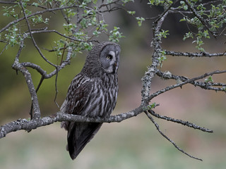 Great grey owl (Strix nebulosa)