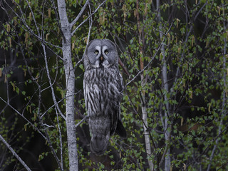 Great grey owl (Strix nebulosa)