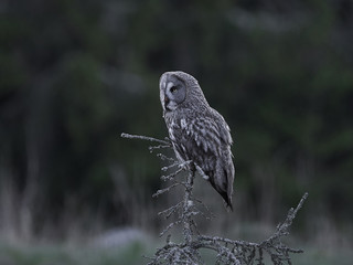 Great grey owl (Strix nebulosa)