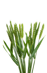 green ears of wheat isolated