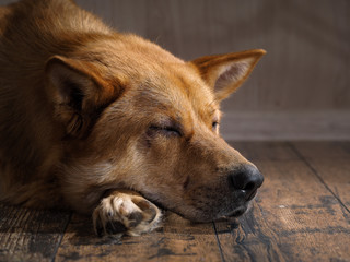 Dog sleeping on a wooden floor. Portrait of big red dog