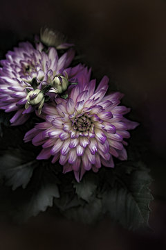 Dalia