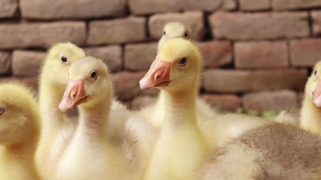 Fluffy Goslings in a Backyard. Adorable Baby Animals
