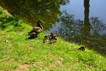 Wild geese in natural habitat, Germany