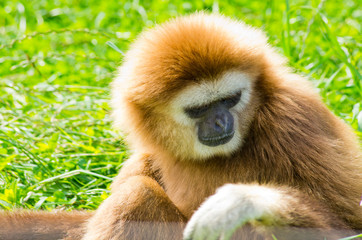 Obraz premium Brown monkey on green grass