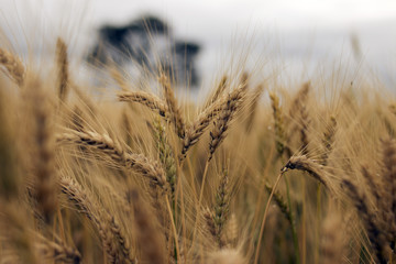 wheat planting