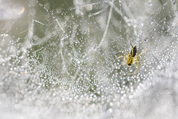 Oxyopes lineatus a spider on a dewy web in the spring morning, a natural abstract background