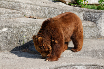 Young brown bear looking for food