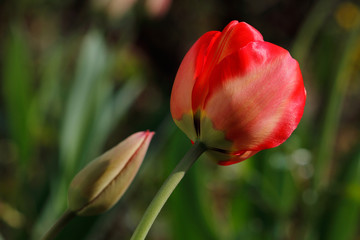 Naklejka premium Spring-blooming red tulip flower in the garden