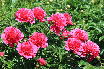 riot of spring flowering