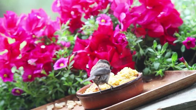 A backyard bird flings suet in all directions as it takes food back to the nest