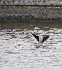 A black wind stilt opens its wings to take off from pond water. 