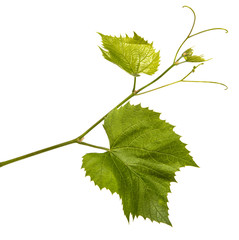 young vine with leaves and ovaries. Isolated on white background