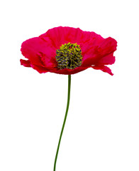 red poppy isolated on white background