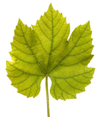 young vine with leaves and ovaries. Isolated on white background