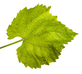 young vine with leaves and ovaries. Isolated on white background