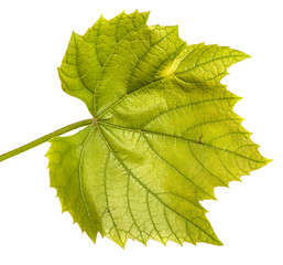 young vine with leaves and ovaries. Isolated on white background