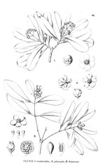 Illustration of plant