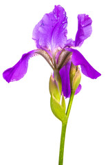 purple iris flower. isolated on white background