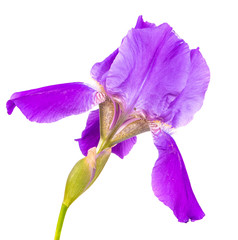 purple iris flower. isolated on white background